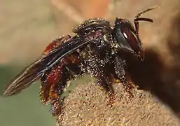 Abeille à miel d'Amérique du Sud : Trigona spinipes (en).