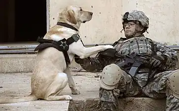 Un soldat américain et son chien attendent avant de conduire un assaut contre des insurgés en Irak en 2007.