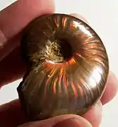 Iridescence sur une ammonite fossile.