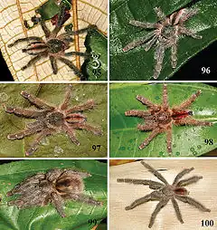 Description de l'image Iridopelma hirsutum - ZooKeys-230-001-g018.jpeg.