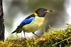 Description de l'image Iridophanes pulcherrimus - Golden-collared Honeycreeper; Ecuador.jpg.