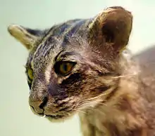 Portrait d'un Chat d'Iriomote naturalisé.