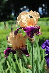 Iris de jardin présent dans les jardins du château de Vullierens.