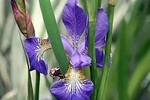 Iris ensata