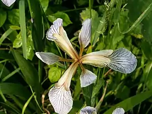 Détail de la fleur