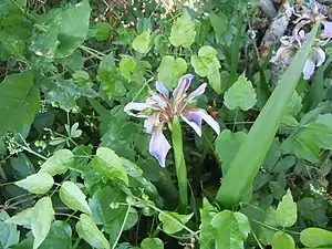 Iris fétide poussant en lisière de forêt.