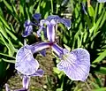 Fleur d'Iris hookeri.