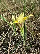 Iris arenaria