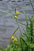 Iris des marais, lac de Retournemer.