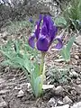 Fleur d'Iris pumila à l'état sauvage en Autriche.