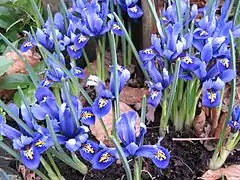 Description de l'image Iris reticulata.jpg.