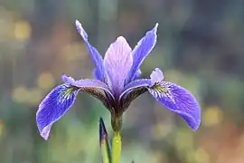 Iris versicolor L. Batiscan, Québec, Canada