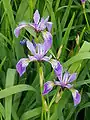 Iris versicolor L.