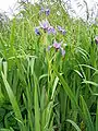 Iris versicolor L.