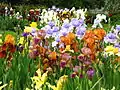 Collection d'Iris horticoles (jardin botanique à Moscou).