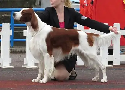 Setter irlandais rouge et blanc