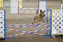 Irish Terrier en concours d'agilité