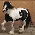 Irish cob