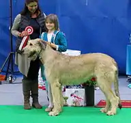 Lévrier irlandais froment.