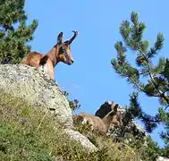 Deux isards, emblèmes du parc national.