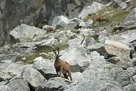 Isards en août près du refuge.