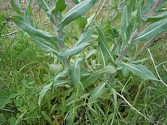 Feuilles caulinaires, apparaissant la deuxième année.