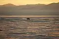 Un ours polaire sur la côte est du Groenland.