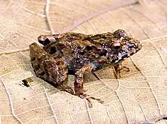 Description de l'image Ischnocnema verrucosa.jpg.