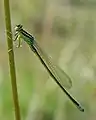 Agrion nain (Ischnura pumilio)