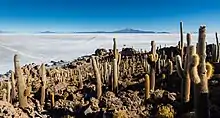 La pseudo-île d'Incahuasi et ses cactus millénaires.
