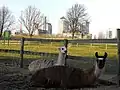 Lamas