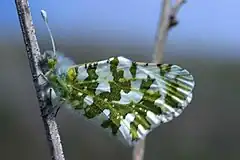 Description de l'image Island marble butterfly.jpg.