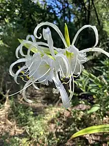 Hybride Ismene × deflexa cultivé