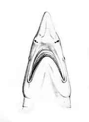Vue de dessous de la tête du Requin bécune.
