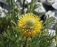 Description de l'image Isopogon anemonifolius 01.jpg.