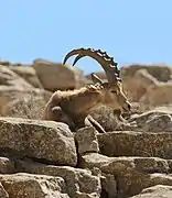 Un bouquetin de Nubie, également auprès de Makhtesh Ramon.