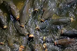 La Carpe commune (Cyprinus carpio), élevée pour la pisciculture ou pour l'ornement.