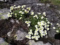 Une multitude de petits fleurs blanches sur un sol rocheux.