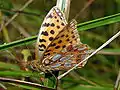 Le Petit nacré (Issoria lathonia)