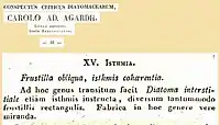 Le genre Isthmia d'après C.Agardh