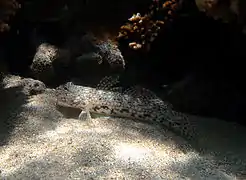 Un gobie décoré (Istigobius decoratus)