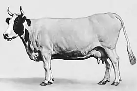 Vache istobensk.