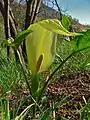 Inflorescence