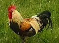 Un coq Leghorn de type moderne.