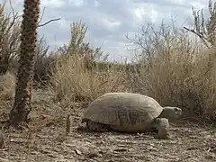 Gopherus flavomarginatus du Mexique