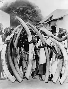 Le commerce (légal ou non) de l'ivoire a encouragé un trafic international, et une chasse et un braconnage qui ont décimé les populations d'éléphants et de rhinocéros.