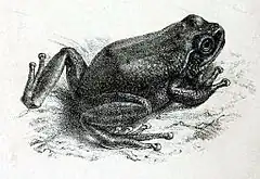 Description de l'image Ixalus montanus in Günther 1876.jpg.