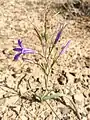 Ixiolirion Tataricum in Deserts of Isfahan, Iran