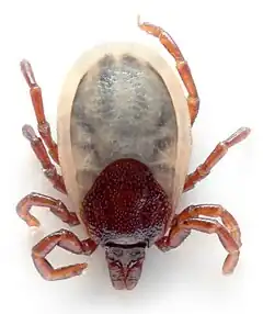 Une femelle de l'espèce Ixodes hexagonus