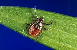 Ixodes scapularis, un des vecteurs de la maladie de Lyme